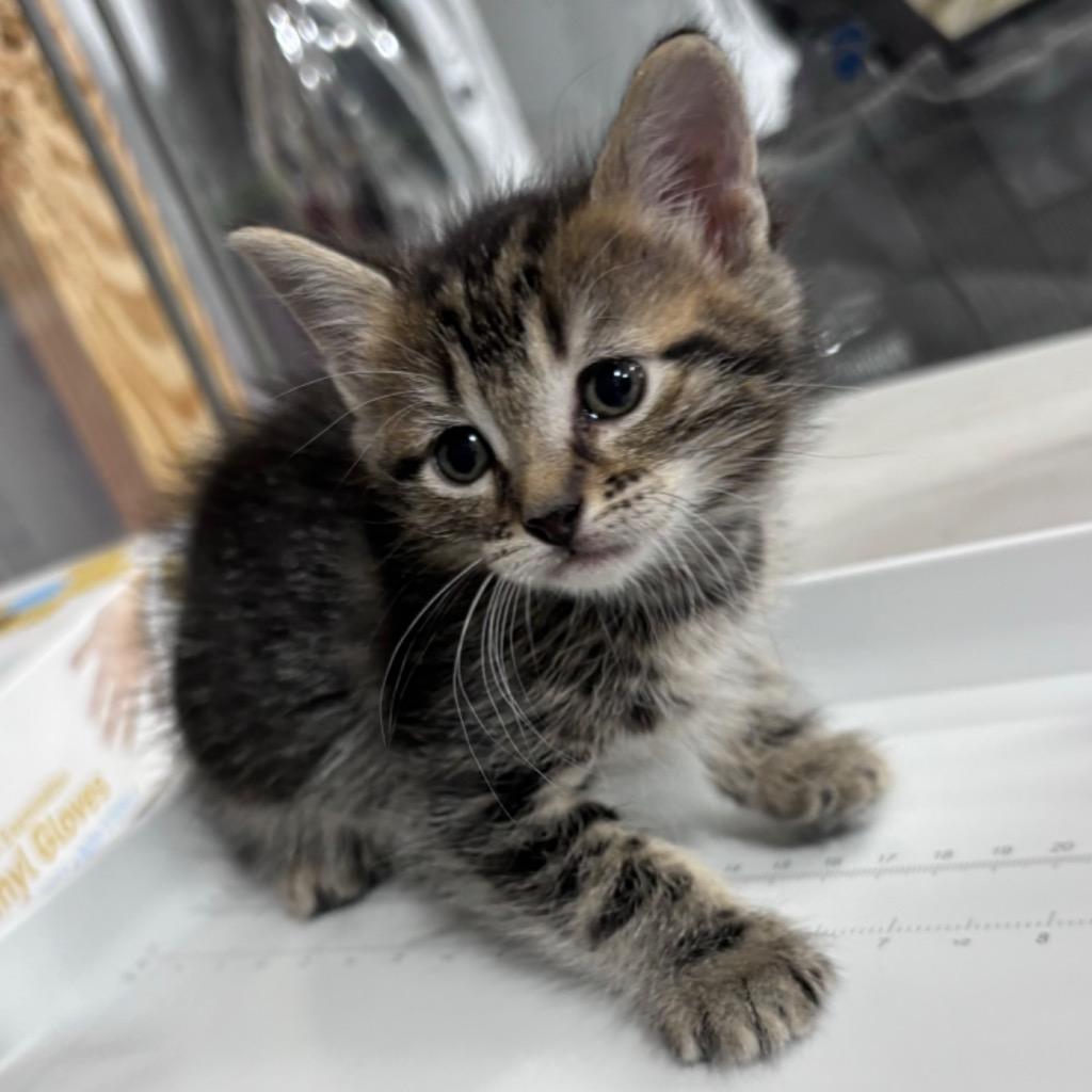 Enlarge Wonderful, a Adoptable mixed breed in Corpus Christi, TX image 4/4