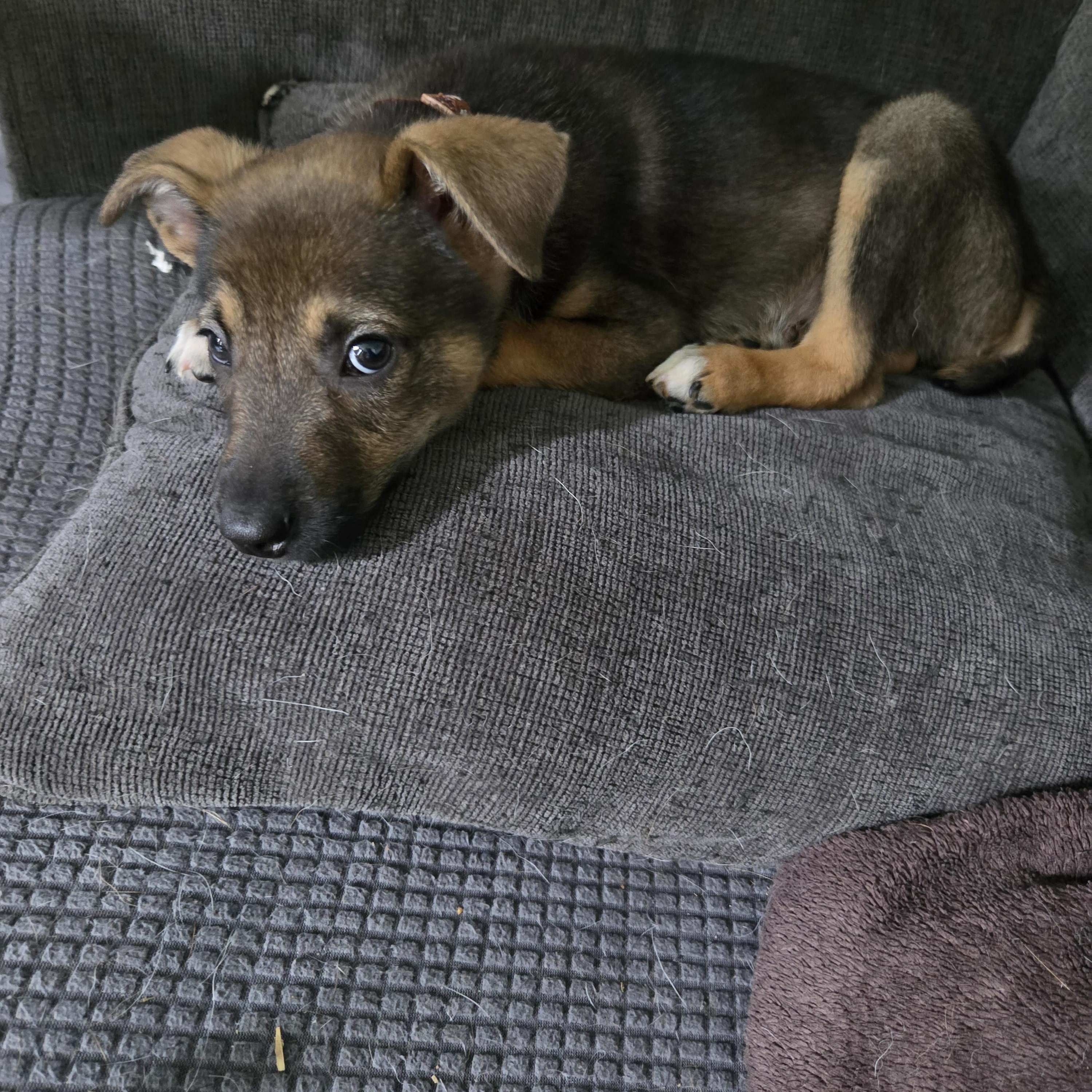 Titan, an adopted mixed breed in Oswego, IL image 3/5