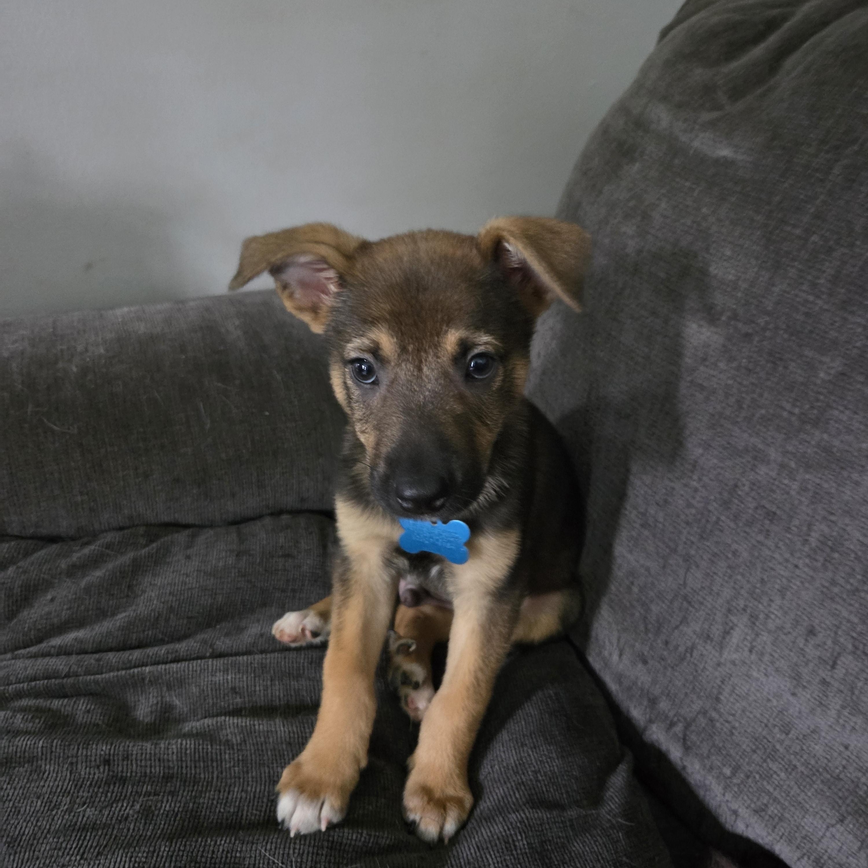 Titan, an adopted mixed breed in Oswego, IL image 2/5