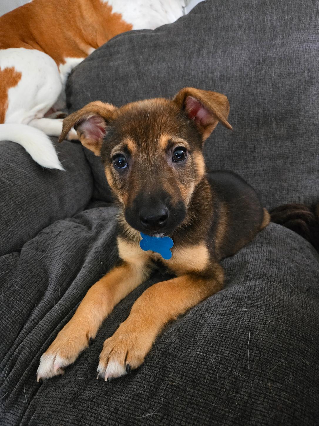 Titan, adopted, Puppy Male Corgi & Terrier.