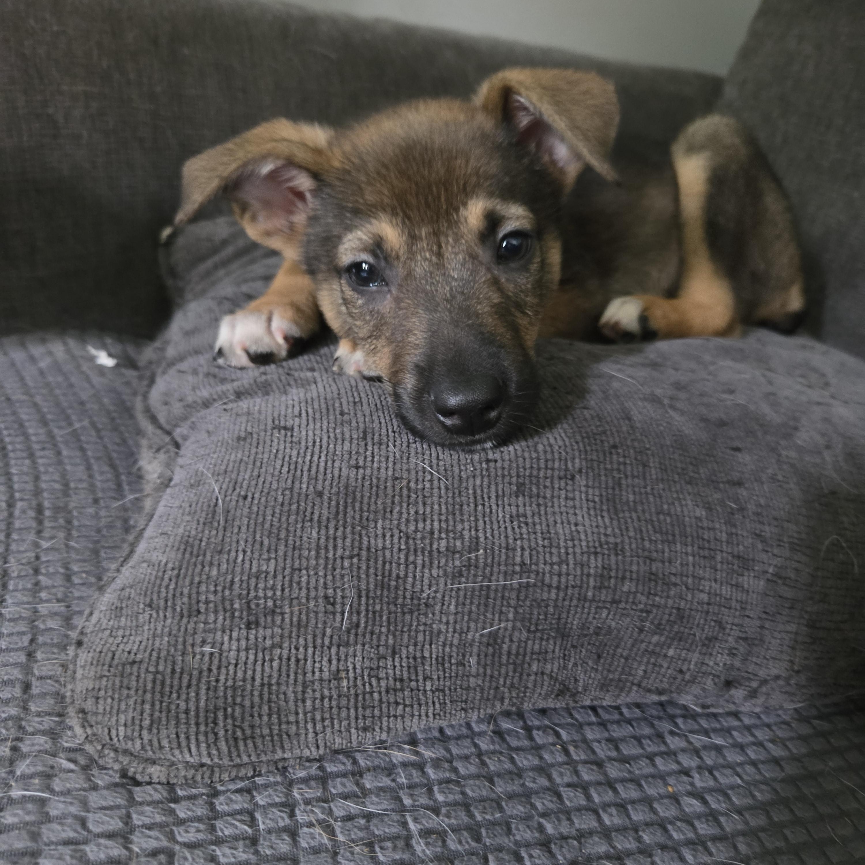 Titan, an adopted mixed breed in Oswego, IL image 5/5