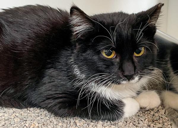Enlarge Lily, a Adoptable mixed breed in Des Moines, IA image 1/1