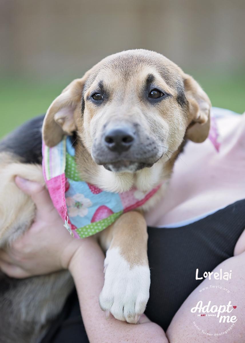 Lorelai, a Adoptable mixed breed in Kingwood, TX image 1/6