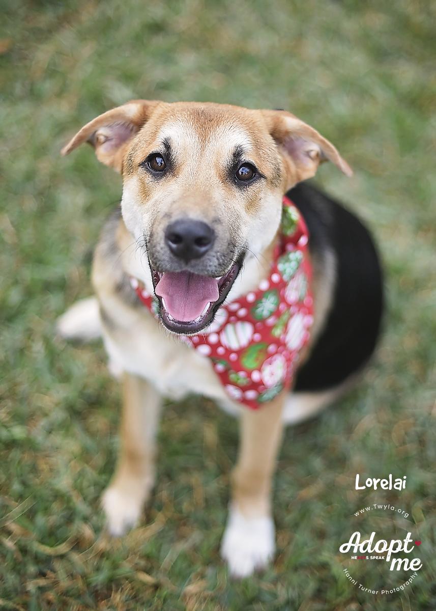 Lorelai, Adoptable, Young Female German Shepherd Dog & Hound.