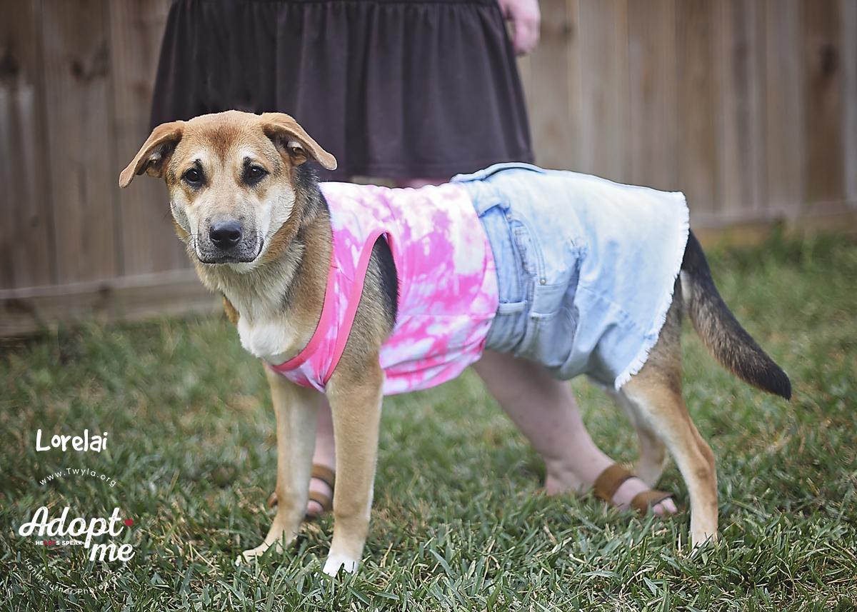 Enlarge Lorelai, a Adoptable mixed breed in Kingwood, TX image 3/6