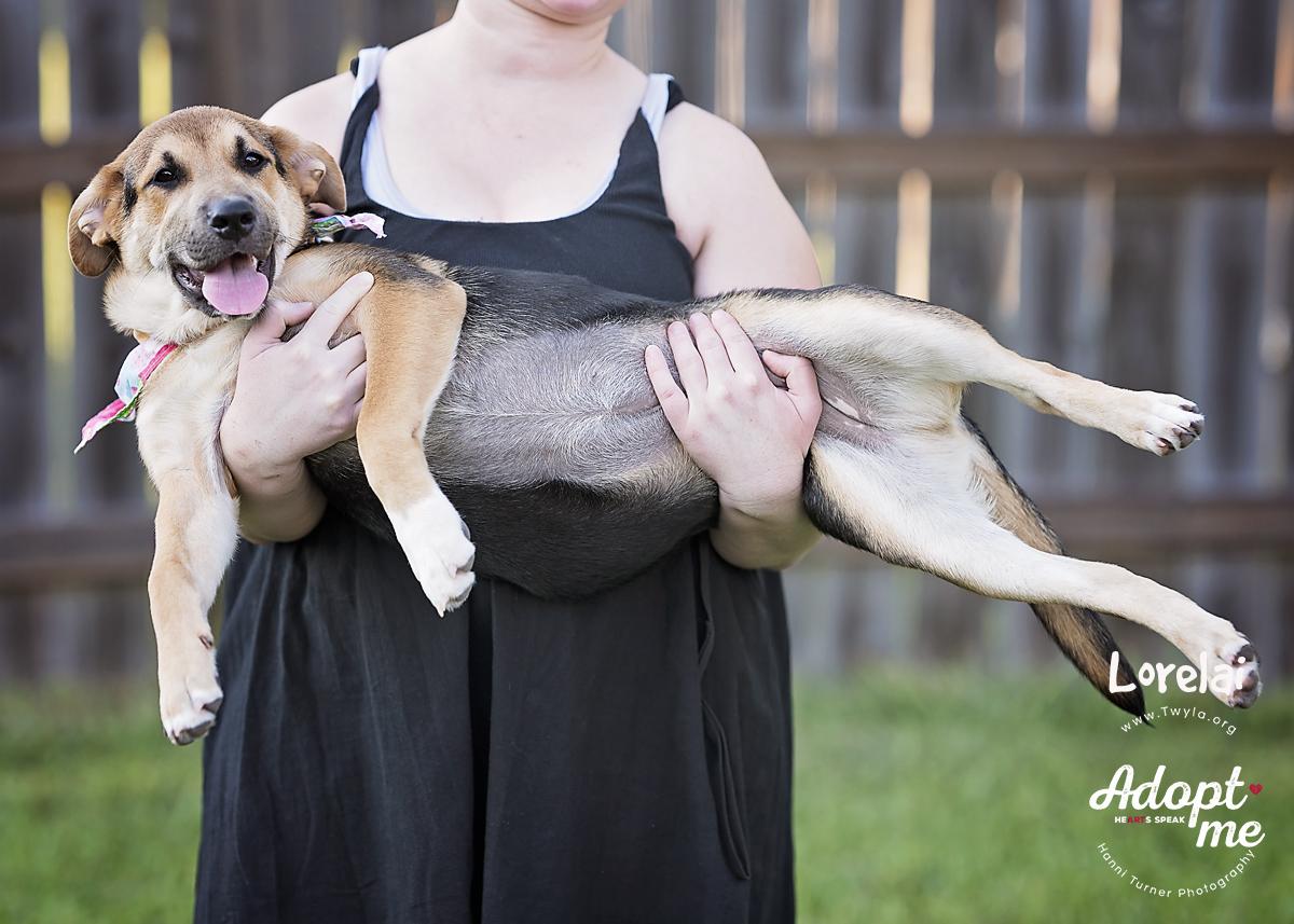 Lorelai, a Adoptable mixed breed in Kingwood, TX image 4/6