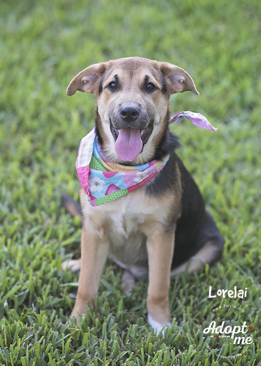Lorelai, a Adoptable mixed breed in Kingwood, TX image 3/6