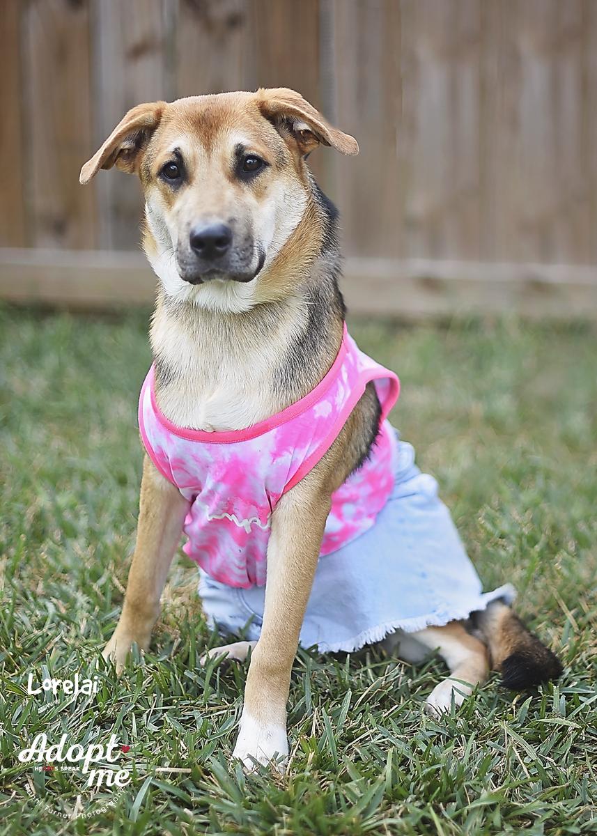 Enlarge Lorelai, a Adoptable mixed breed in Kingwood, TX image 2/6