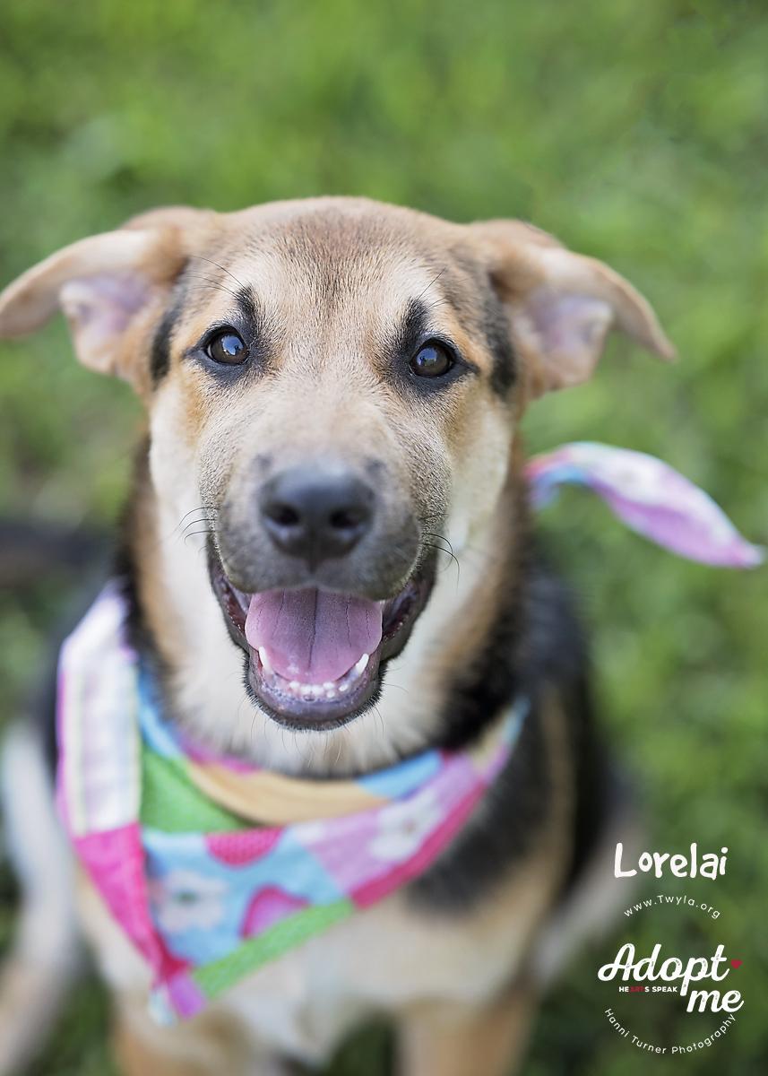 Lorelai, a Adoptable mixed breed in Kingwood, TX image 2/6