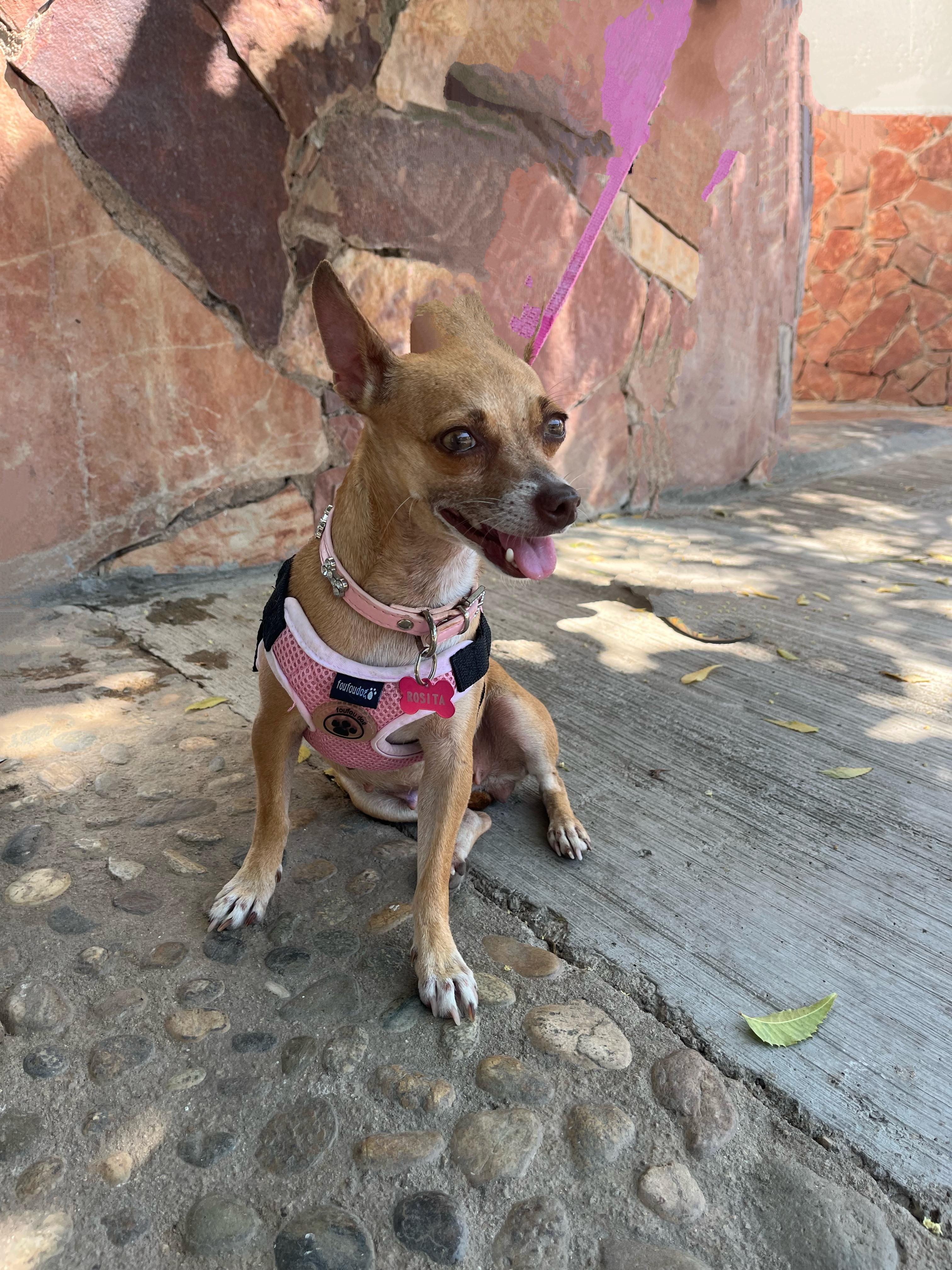 Enlarge Rosalita , an adopted mixed breed in Toronto, ON image 4/4