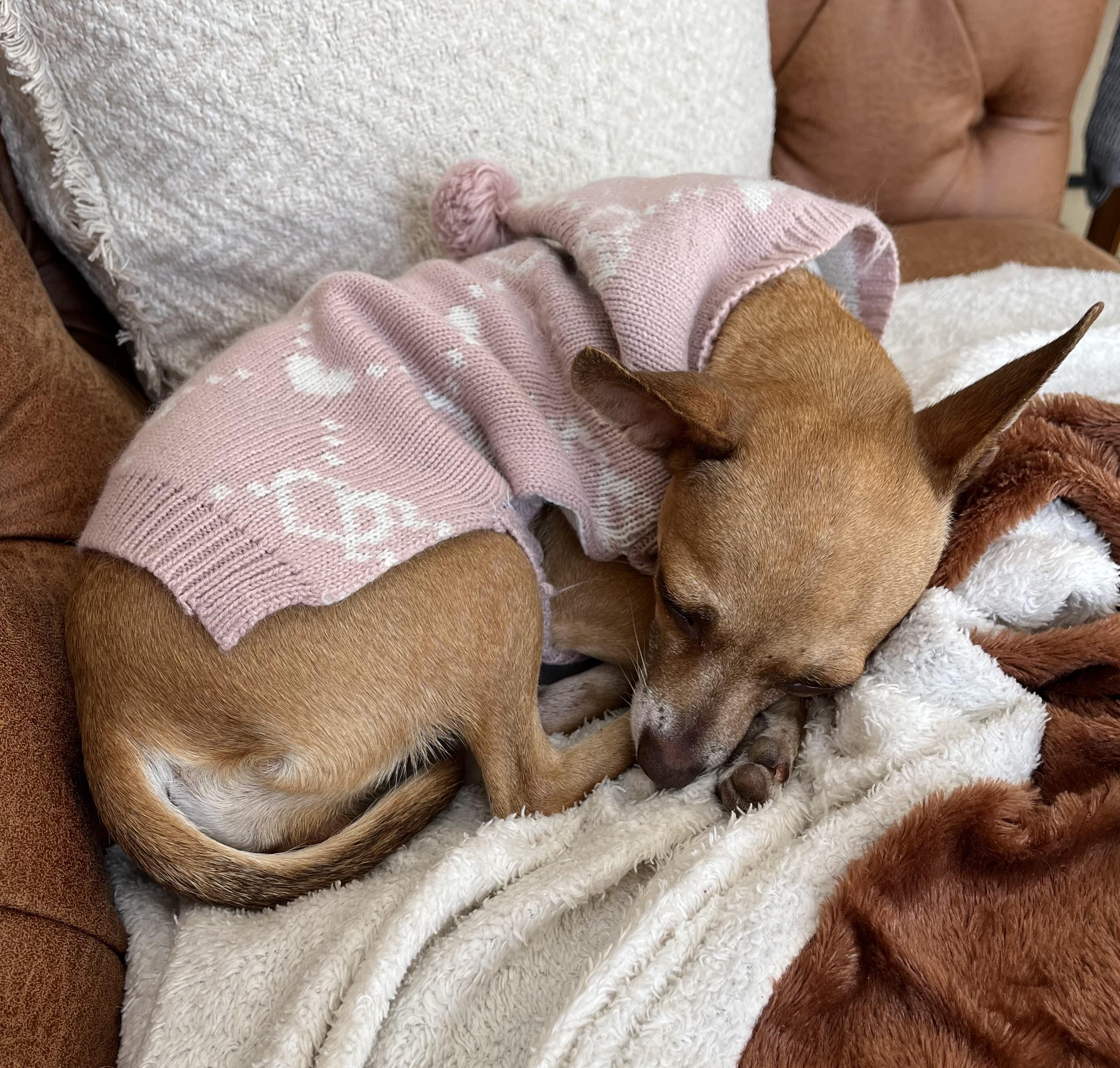 Enlarge Rosalita , an adopted mixed breed in Toronto, ON image 3/4