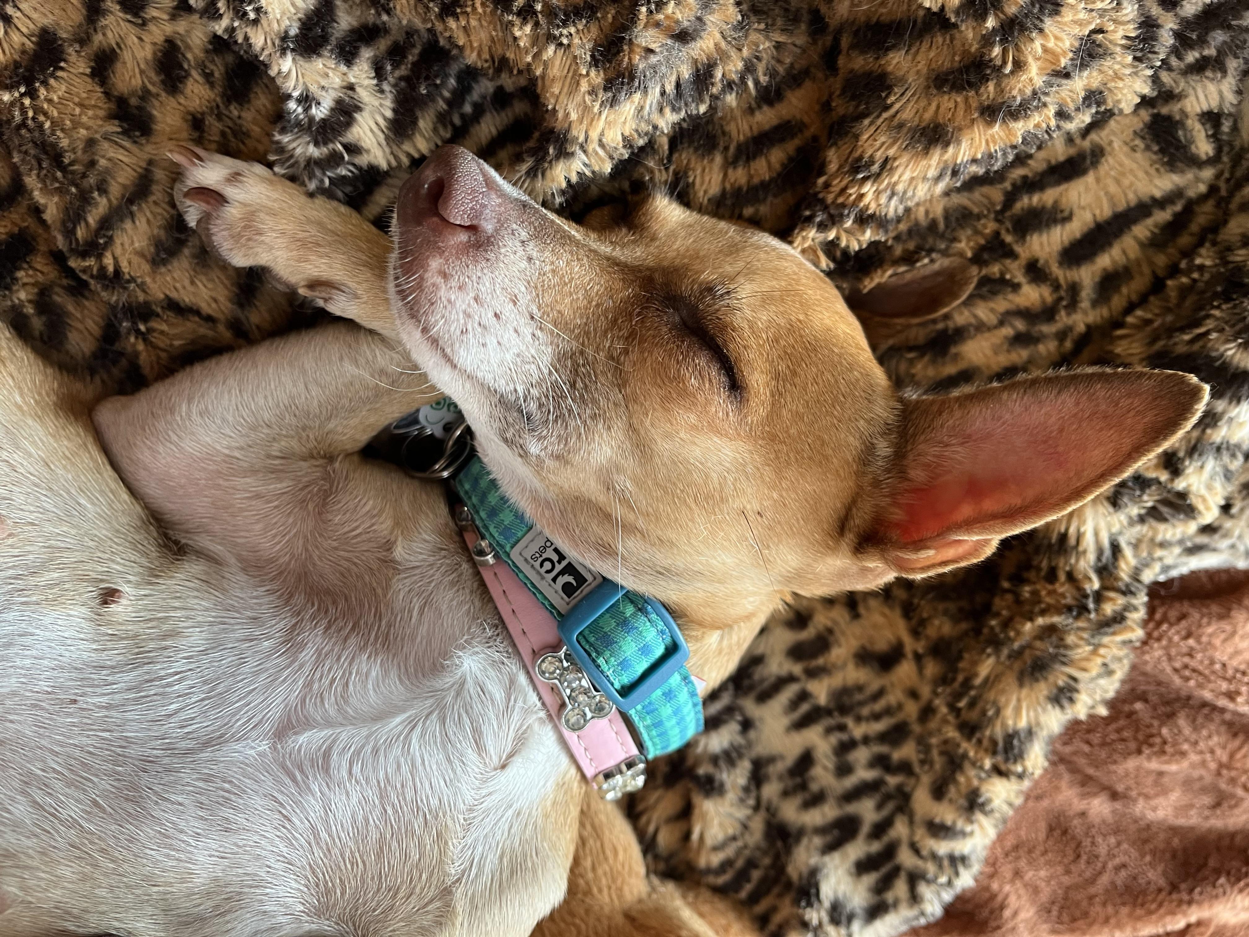 Enlarge Rosalita , an adopted mixed breed in Toronto, ON image 2/4