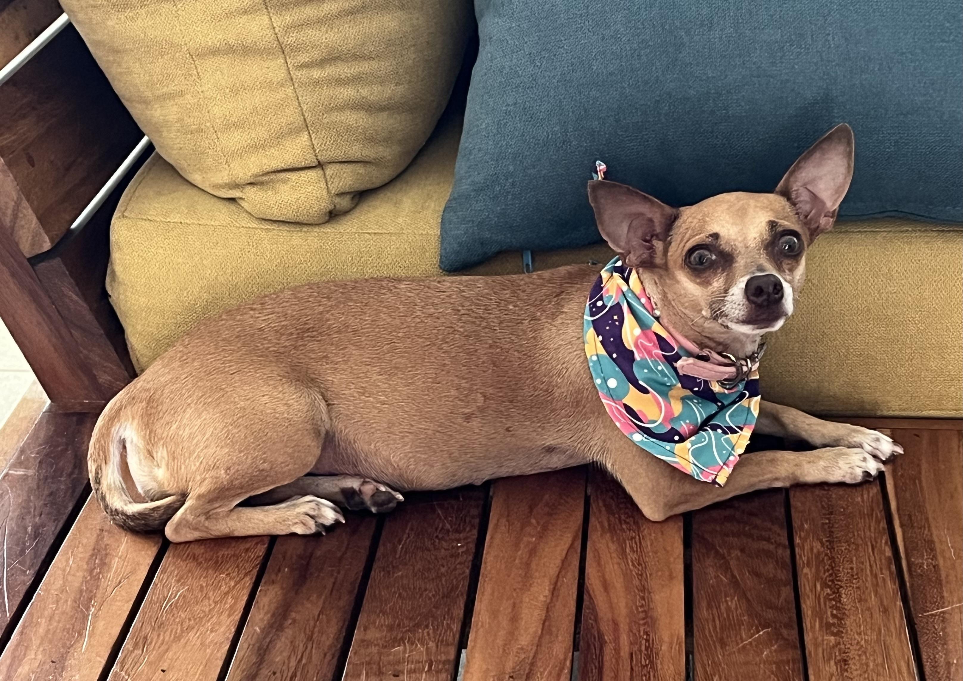 Rosalita , adopted, Adult Female Chihuahua.