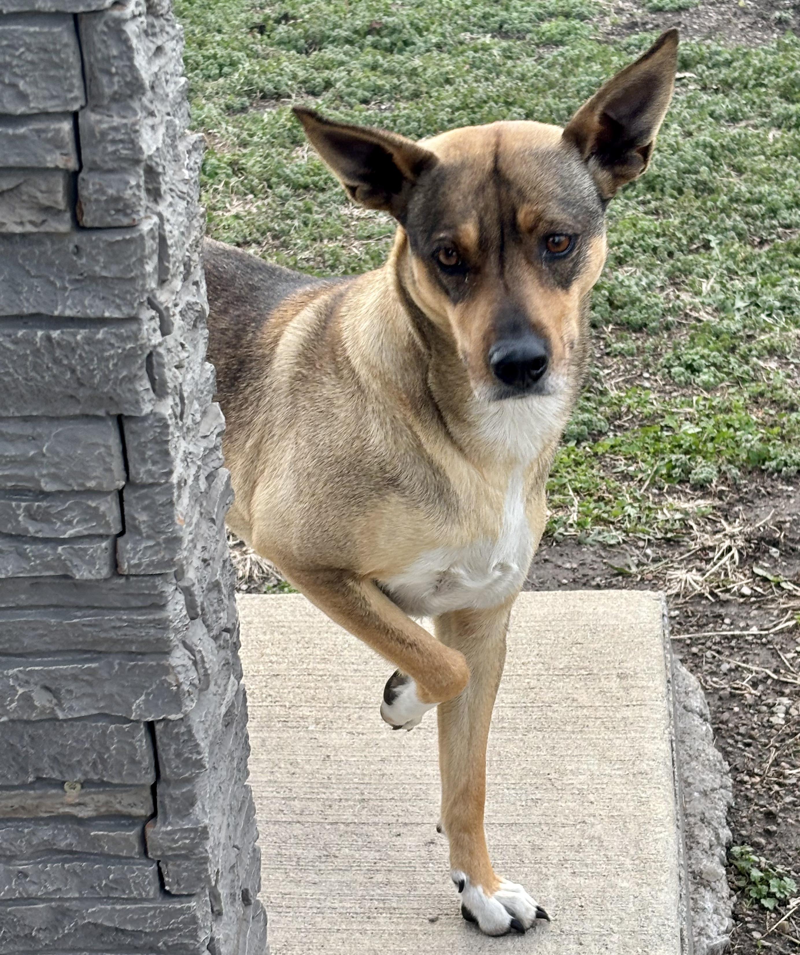 Enlarge Sadie, a ADOPTABLE mixed breed in Shenandoah, IA image 1/3