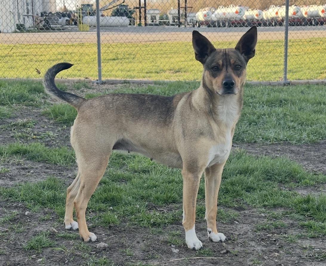 Enlarge Sadie, a ADOPTABLE mixed breed in Shenandoah, IA image 3/3