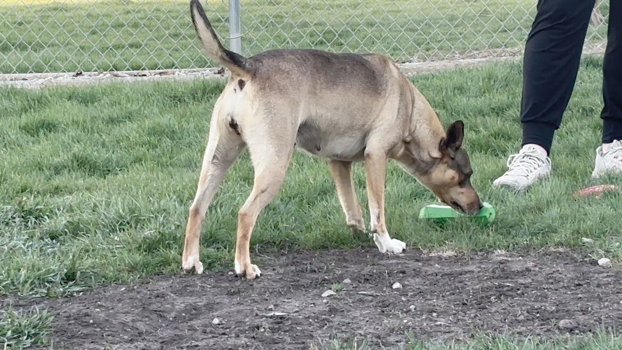 Enlarge Sadie, a ADOPTABLE mixed breed in Shenandoah, IA video 2/3