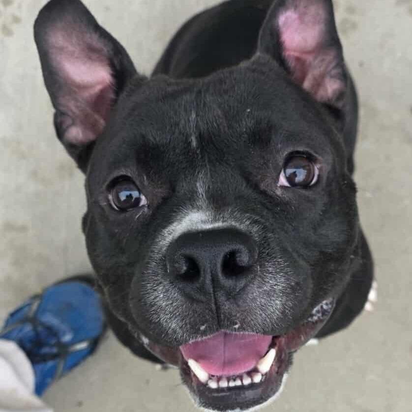 Hershey, a Adoptable Mixed Breed in Plainfield, IL image 1/5
