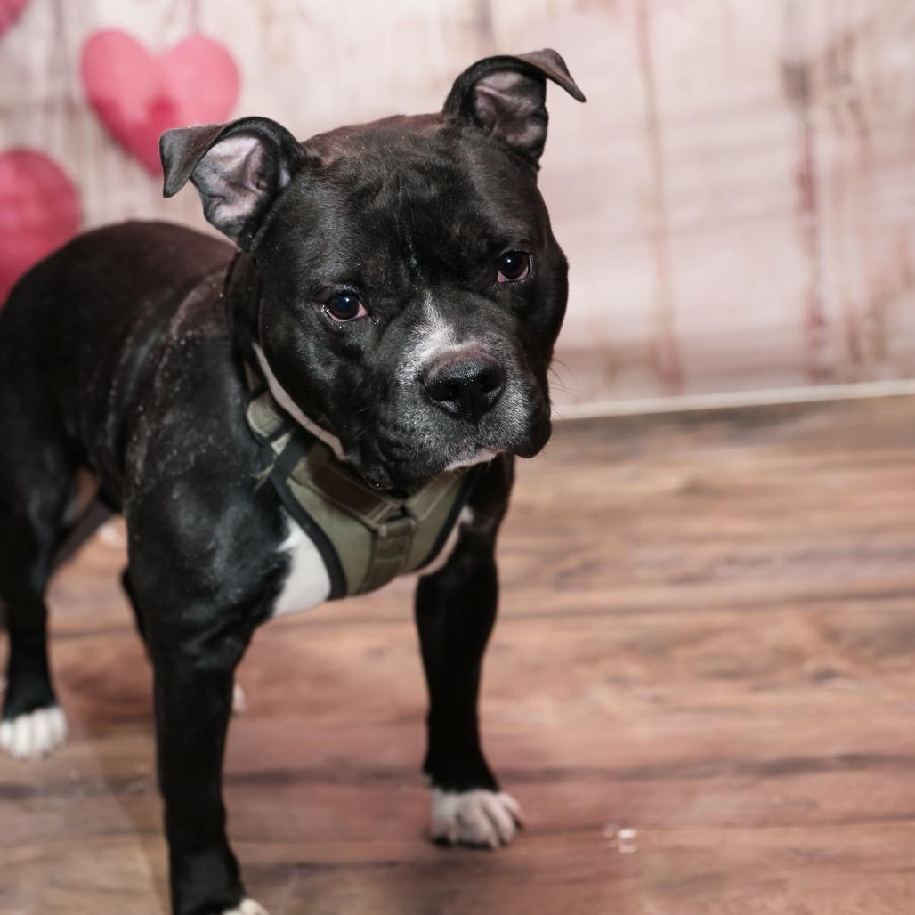 Hershey, a Adoptable Mixed Breed in Plainfield, IL image 2/5