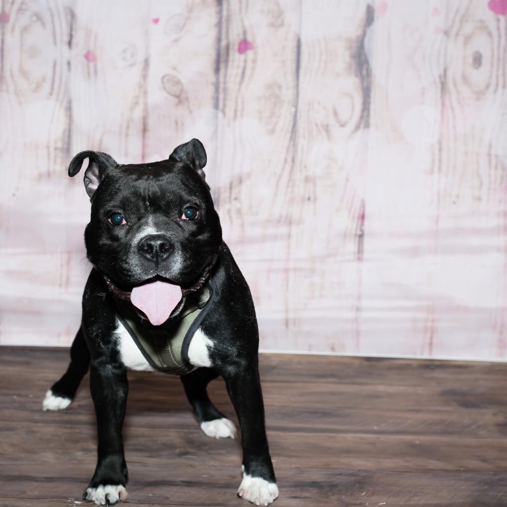Hershey, a Adoptable Mixed Breed in Plainfield, IL image 3/5