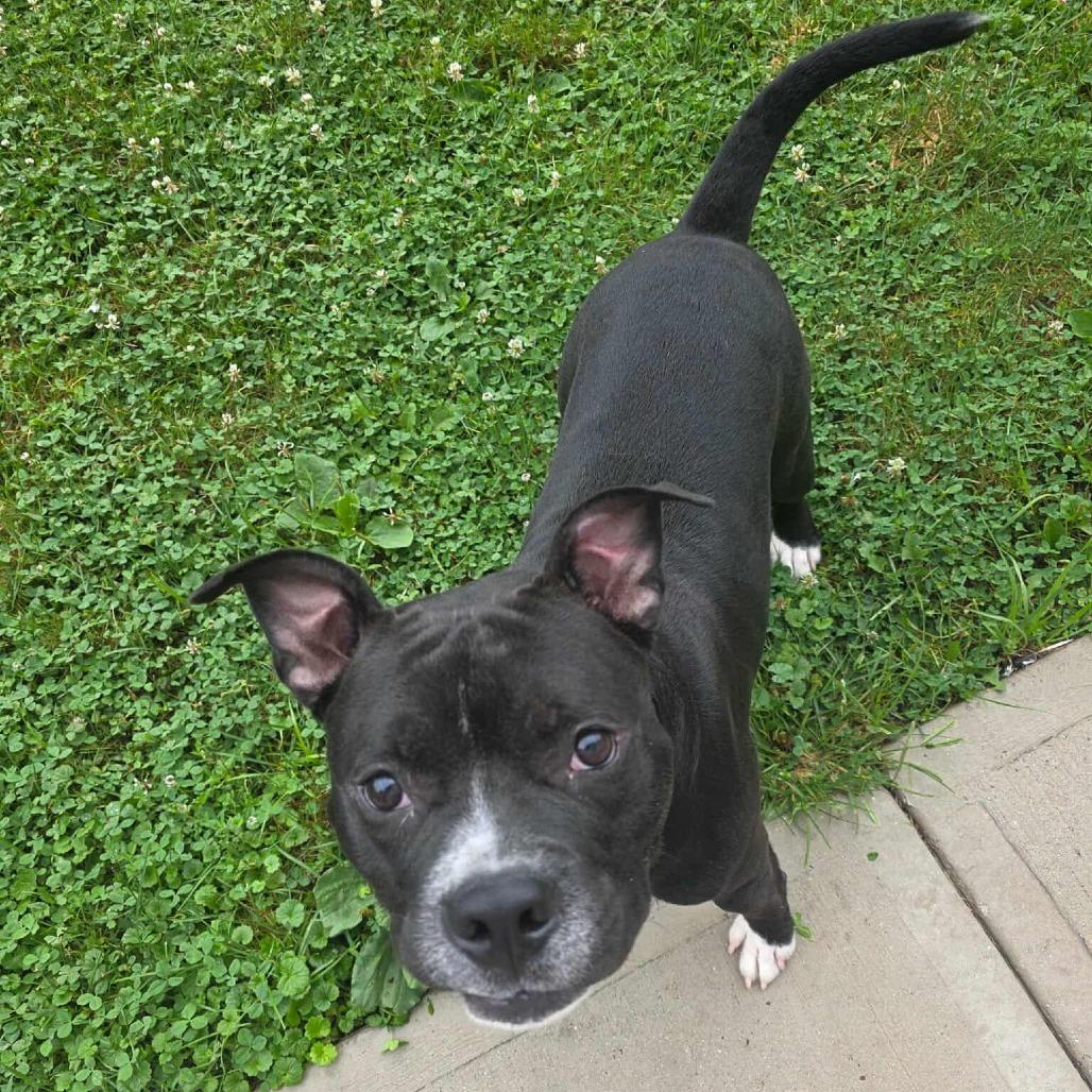 Hershey, a Adoptable Mixed Breed in Plainfield, IL image 4/5