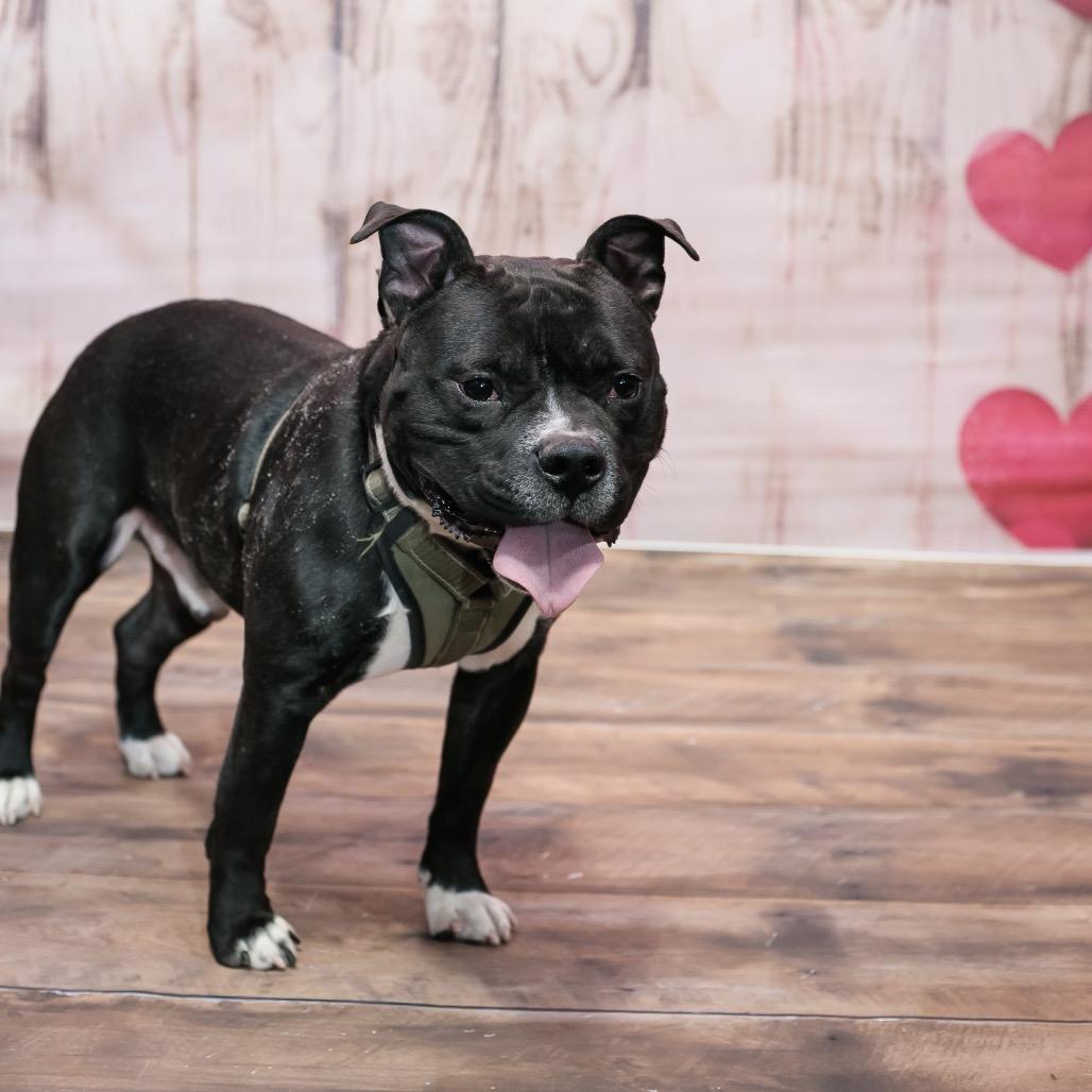 Hershey, a Adoptable Mixed Breed in Plainfield, IL image 5/5