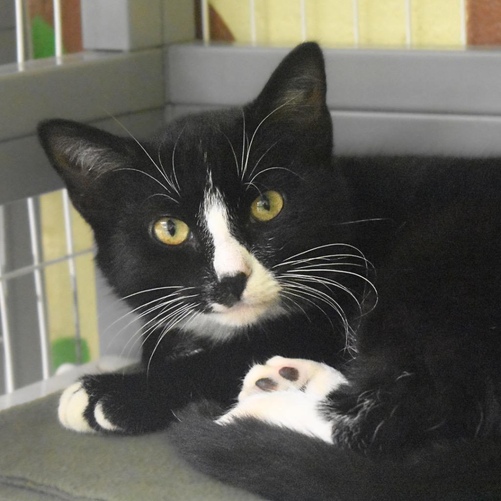 Enlarge Patti, a Adoptable mixed breed in Saint Petersburg, FL image 1/1