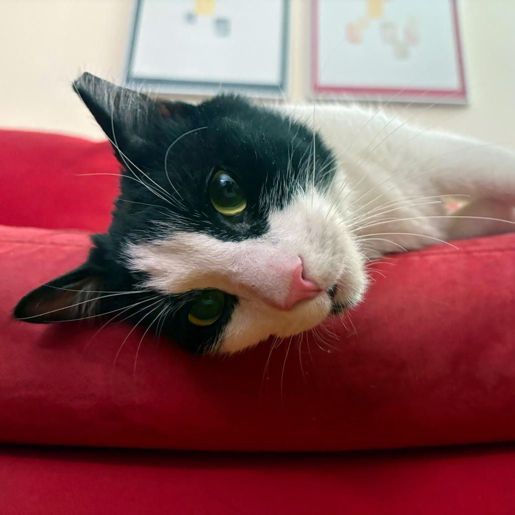 Sundae, a Adoptable American Shorthair in New York, NY image 4/6