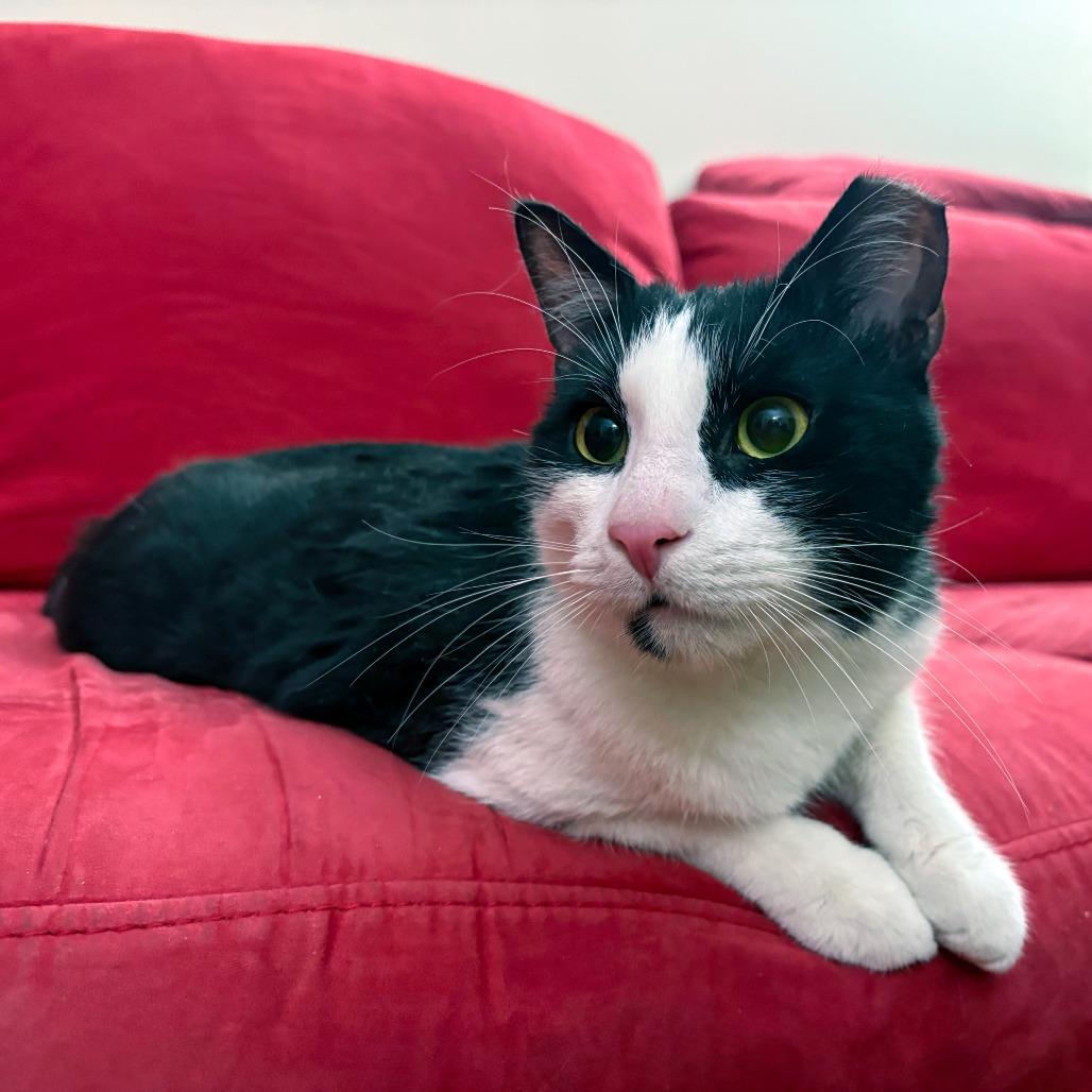 Sundae, a Adoptable American Shorthair in New York, NY image 2/6