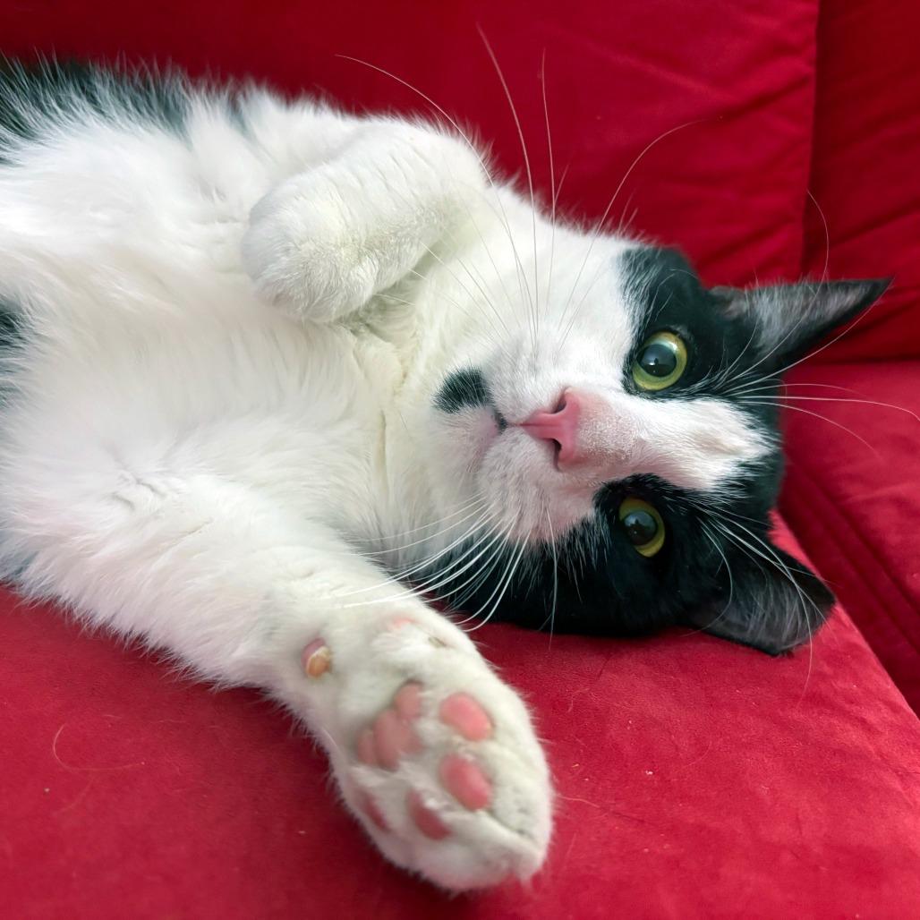 Sundae, a Adoptable American Shorthair in New York, NY image 3/6