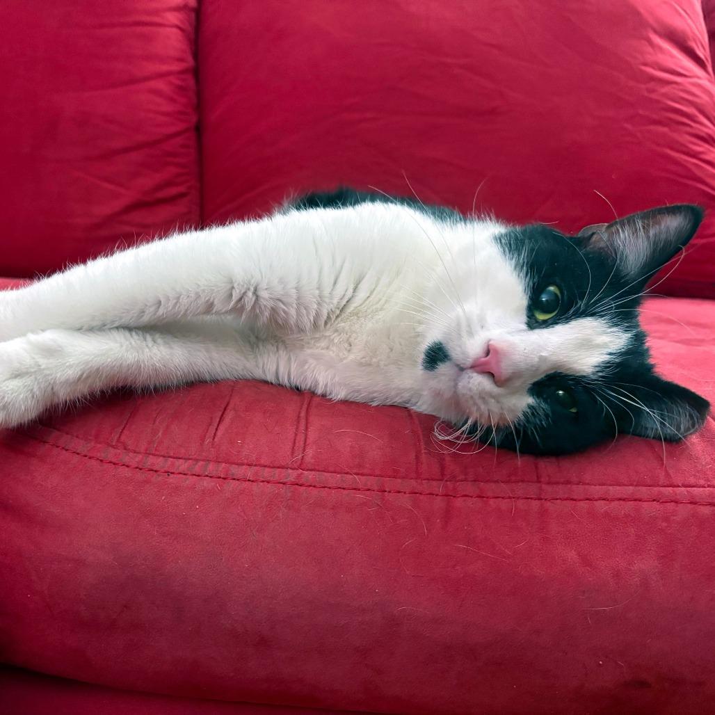 Sundae, a Adoptable American Shorthair in New York, NY image 5/6