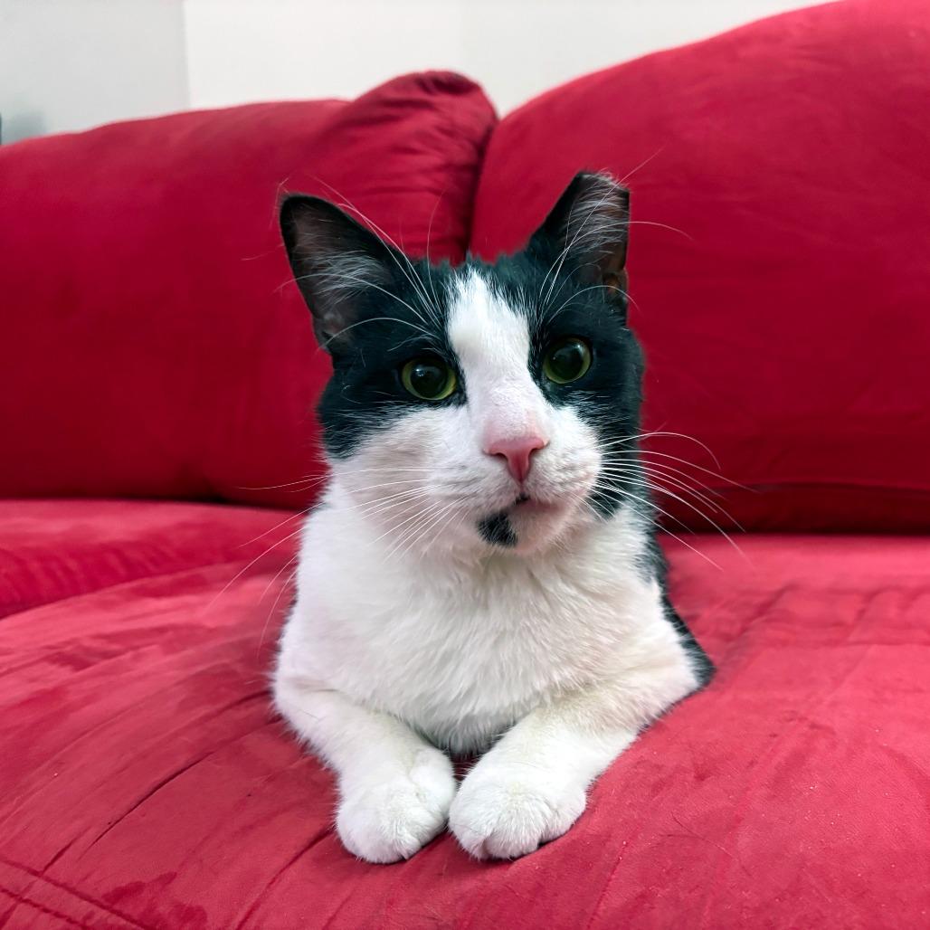 Sundae, Adoptable, Adult Male American Shorthair.