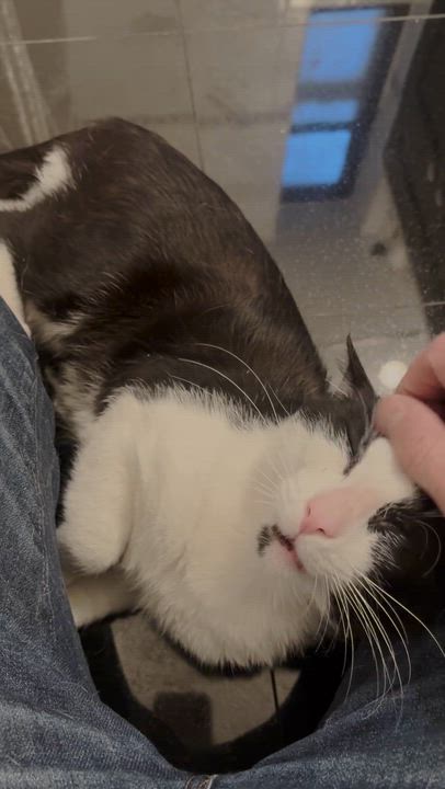 Enlarge Sundae, a Adoptable American Shorthair in New York, NY video 6/6