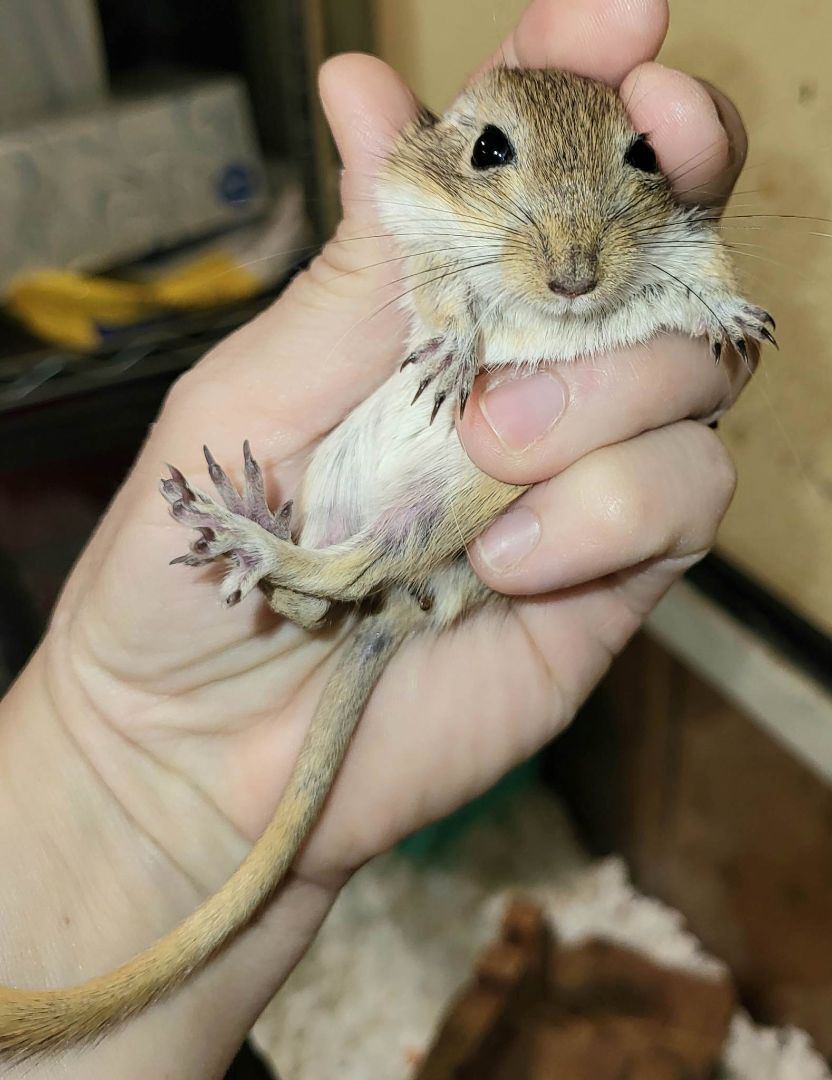 Valentino, a Adoptable Gerbil in Walker, LA image 1/2