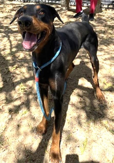PHANTOM, Adoptable, Adult Male Doberman Pinscher.