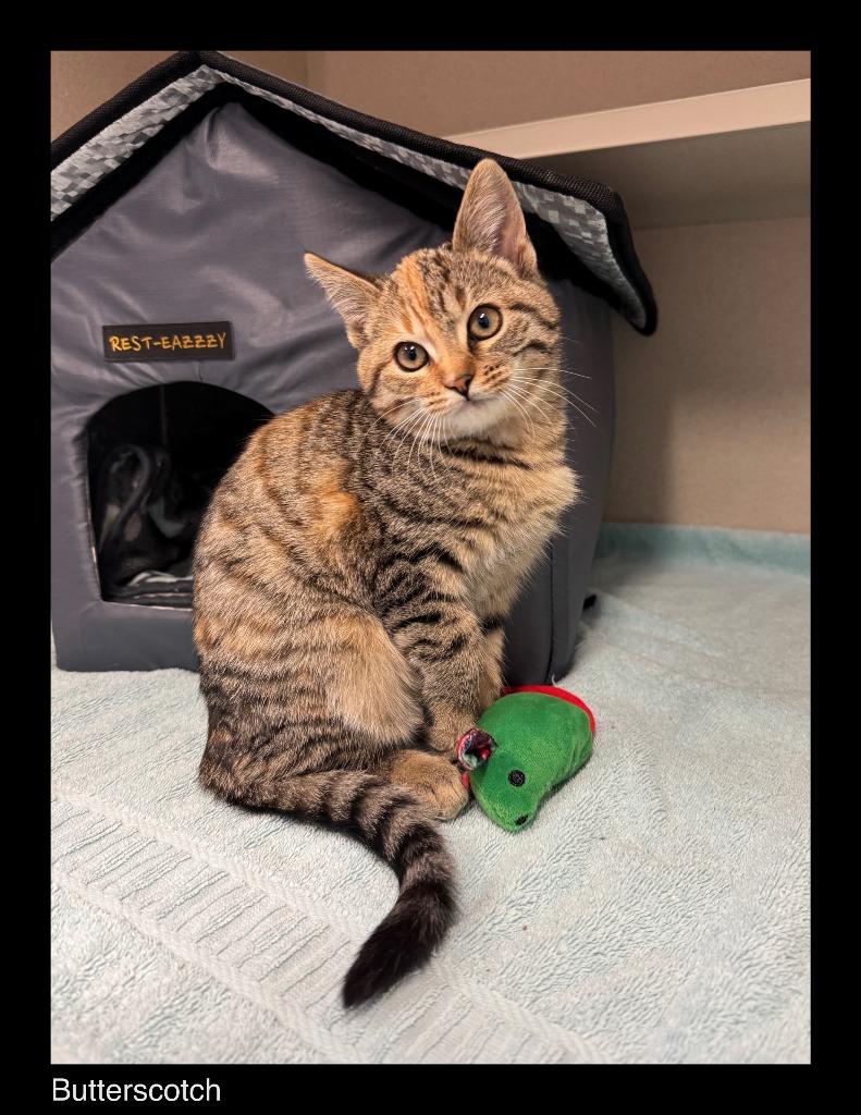 Enlarge Butterscotch, a Adopted mixed breed in Chino Valley, AZ image 2/2