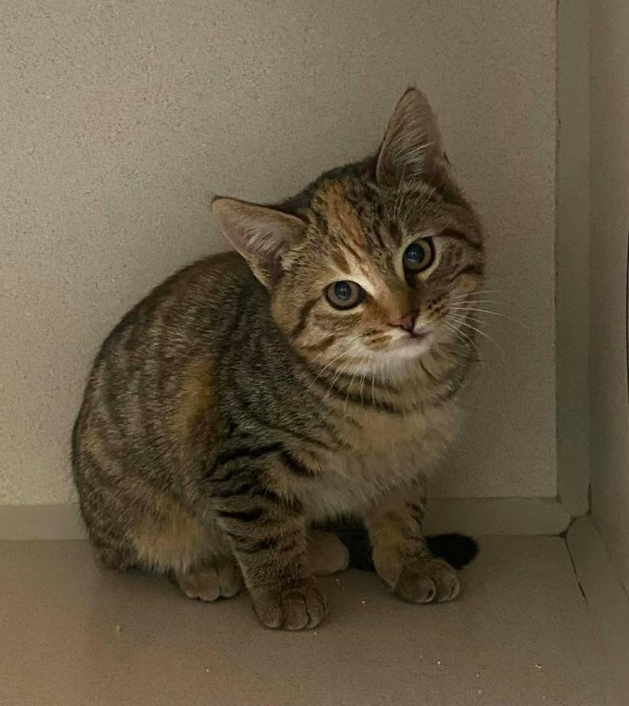 Enlarge Butterscotch, a Adoptable mixed breed in Chino Valley, AZ image 1/1