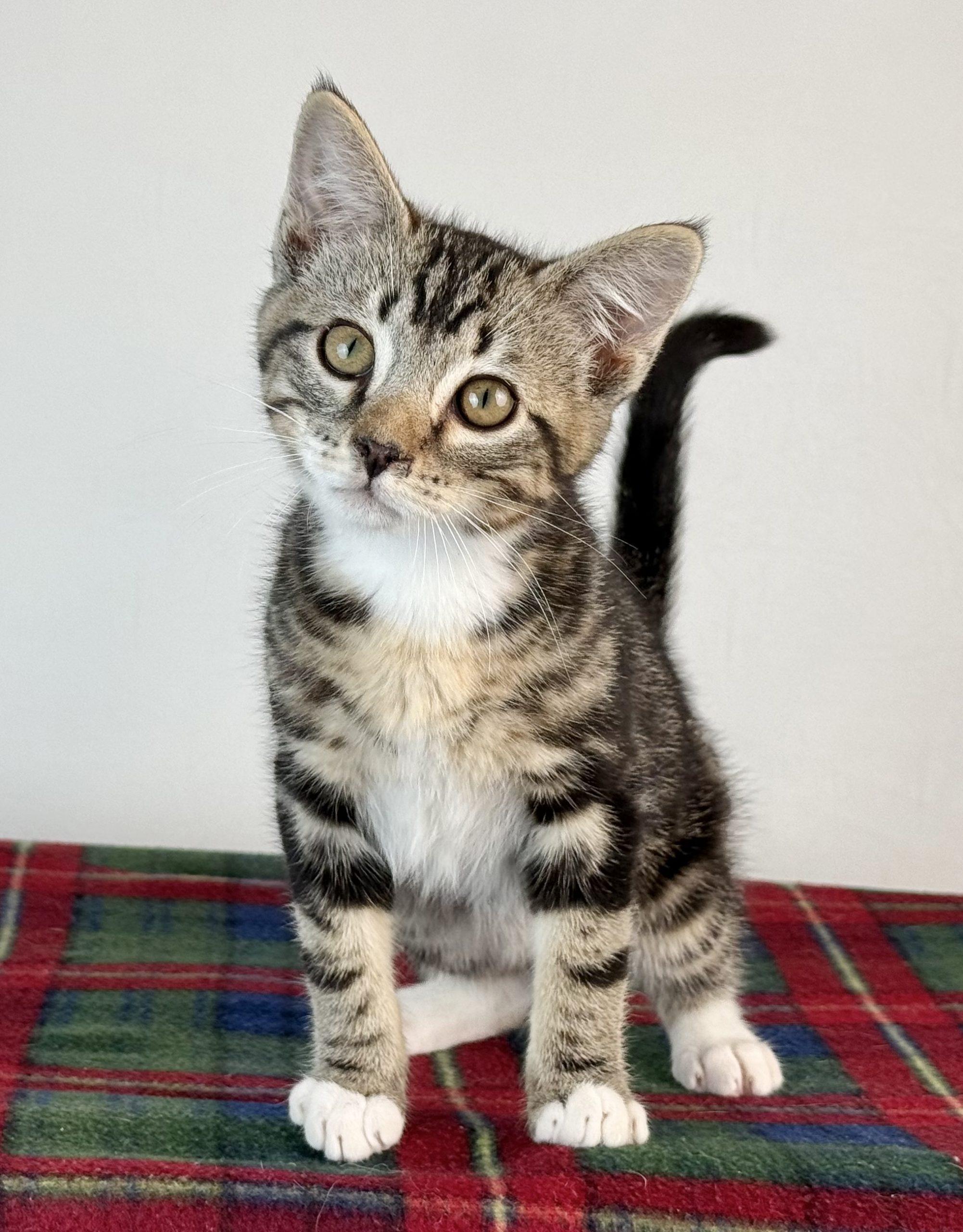 Enlarge Nugget, a Adoptable Domestic Short Hair in Dillon, MT image 1/1