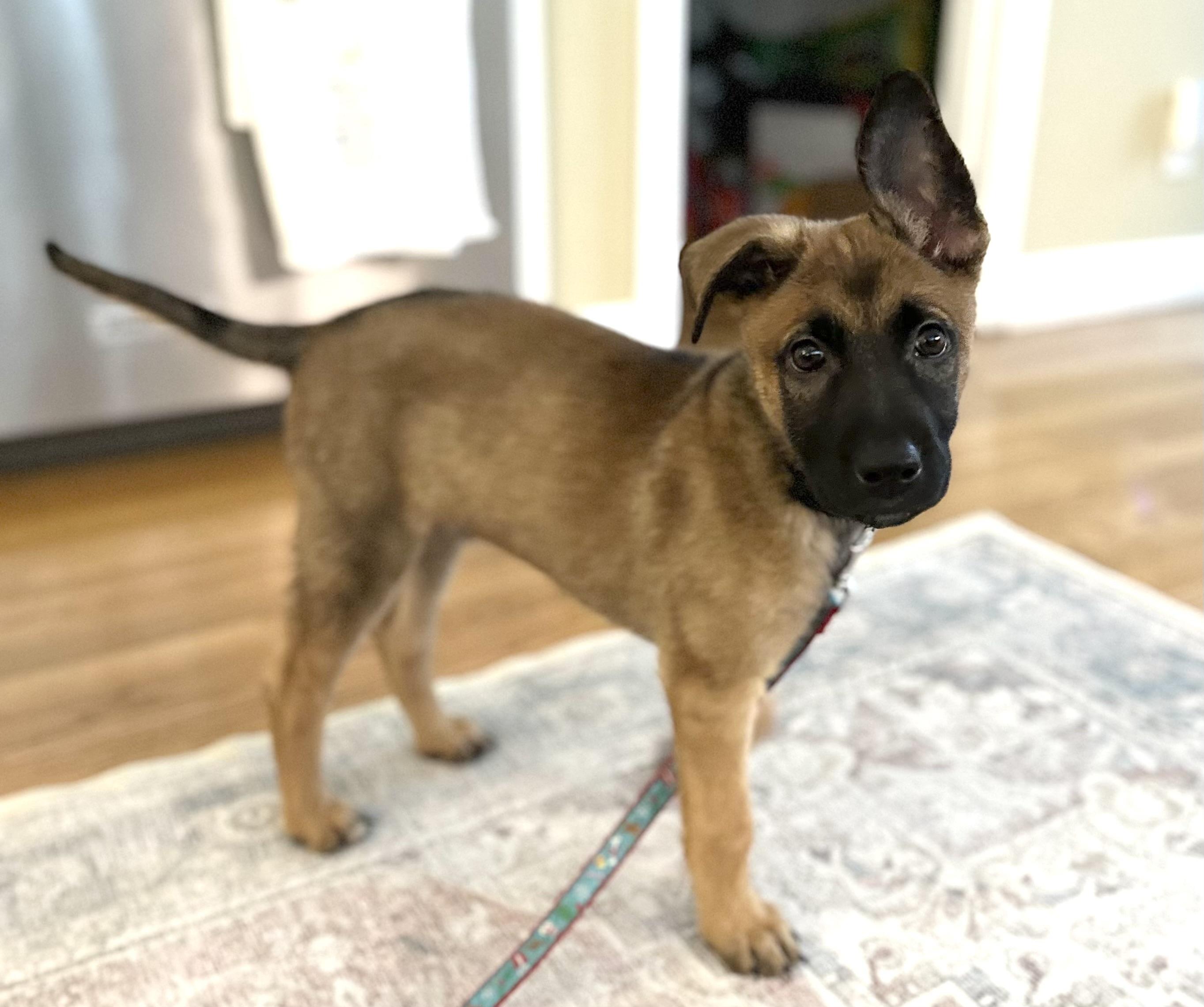 Waffles, Adopted, Puppy Male Belgian Shepherd / Malinois.