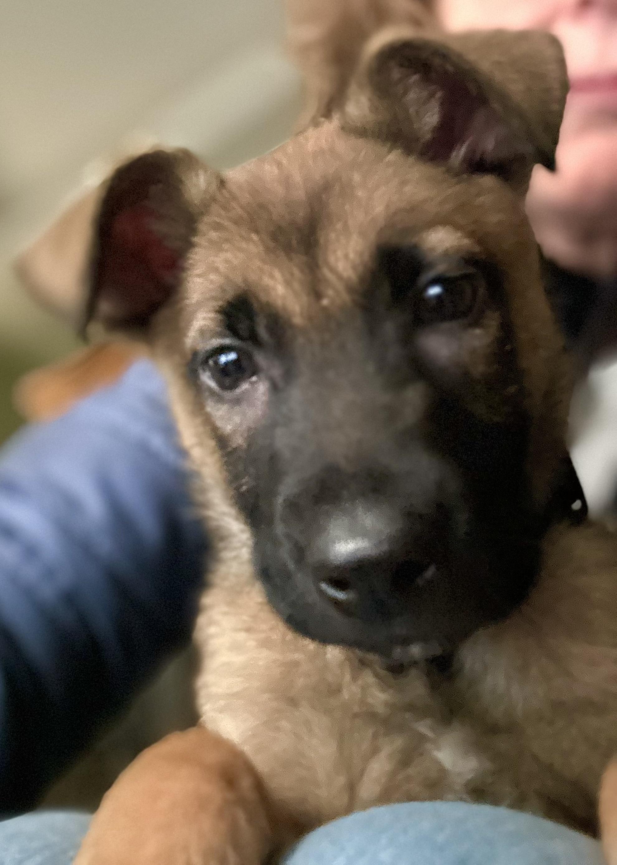 Enlarge Waffles, a Adopted Belgian Shepherd / Malinois in West Hollywood, CA image 3/3