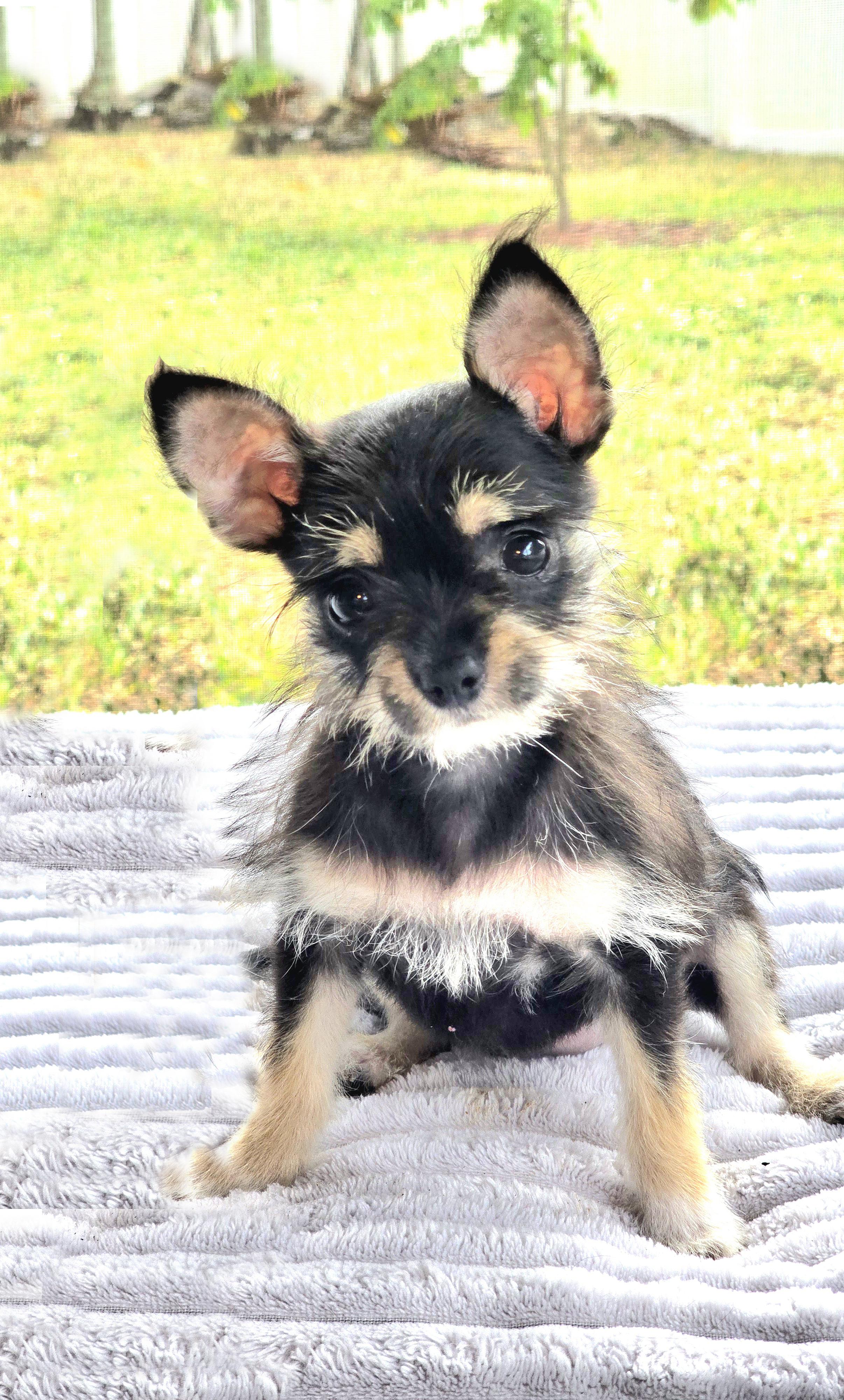 Enlarge Penny Lane, a Adopted mixed breed in Hollywood, FL image 1/5