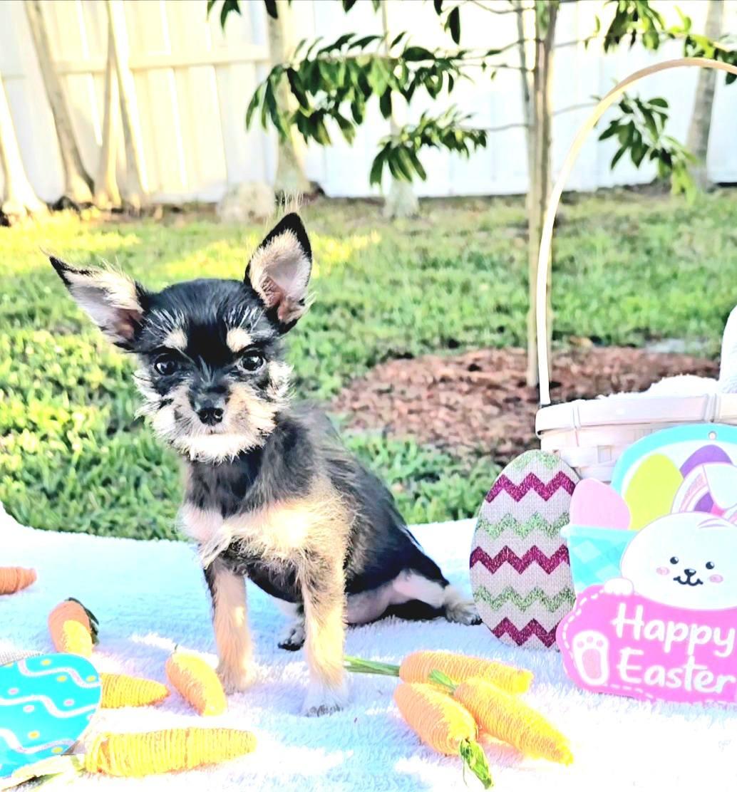 Penny Lane, Adopted, Puppy Female Maltese & Chihuahua.