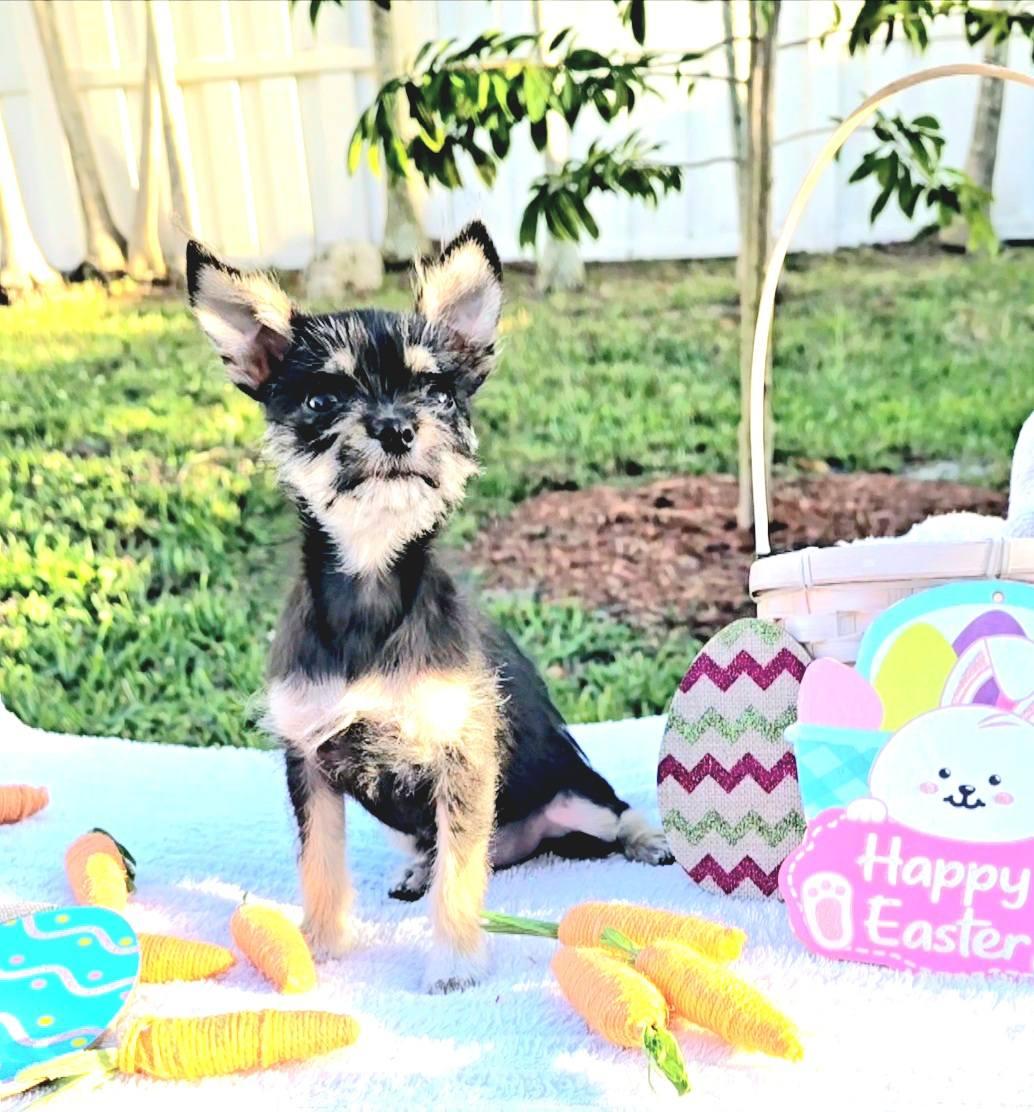 Enlarge Penny Lane, a Adopted mixed breed in Hollywood, FL image 4/5