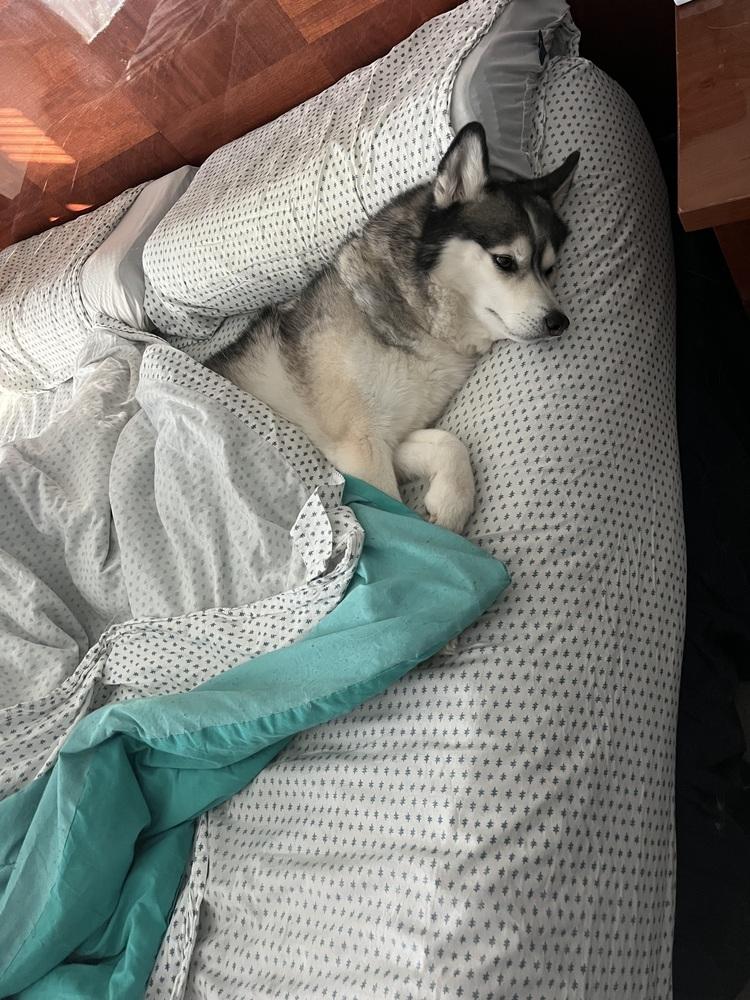 Athena, Adoptable, Adult Female Pomeranian & Husky.