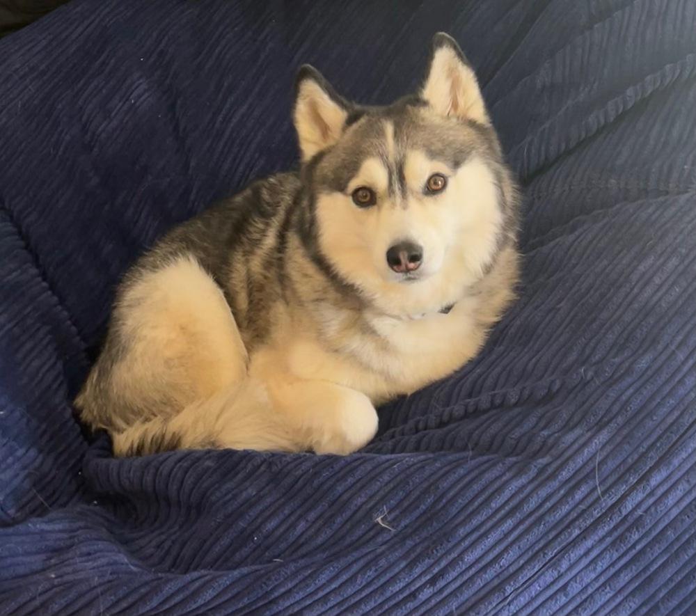 Enlarge Athena, a Adoptable mixed breed in Louisa, VA image 2/3