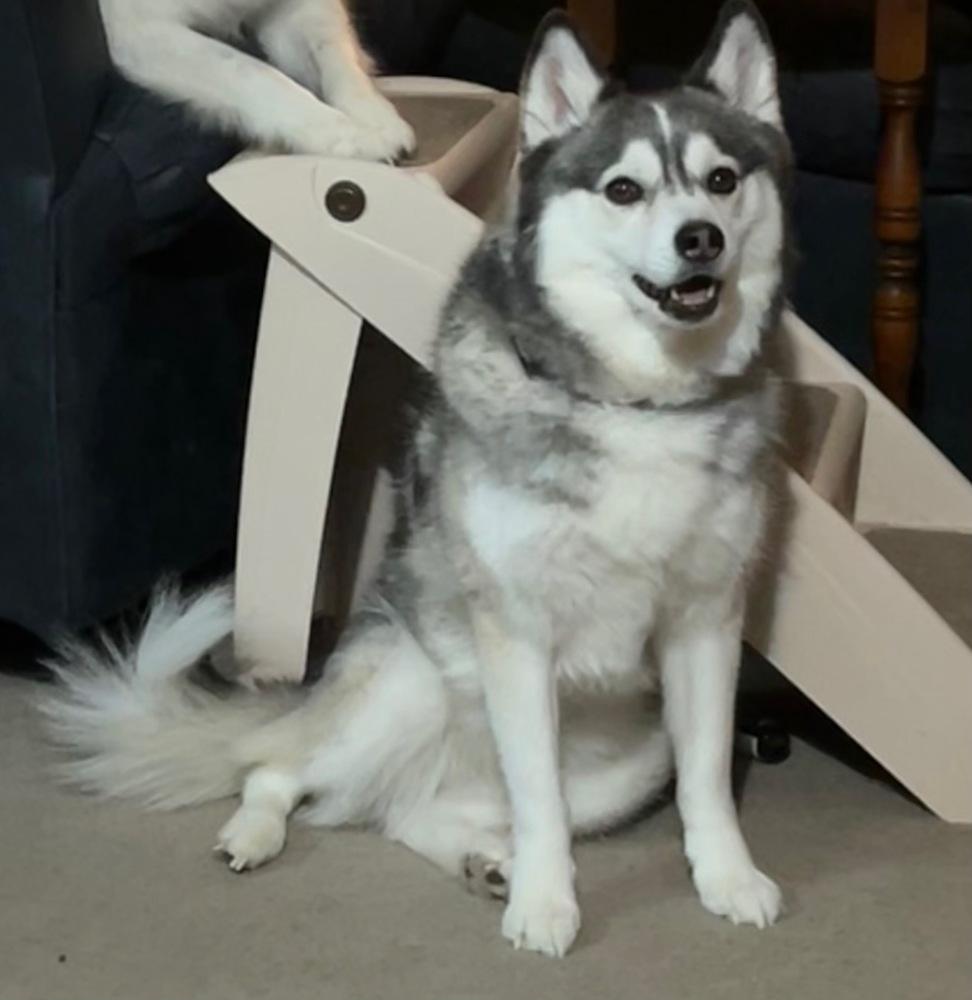 Enlarge Athena, a Adoptable mixed breed in Louisa, VA image 3/3