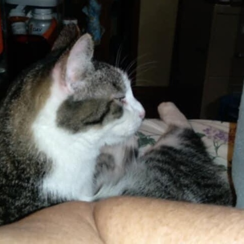 Jackson, a Adoptable Tabby in Fairborn, OH image 5/6