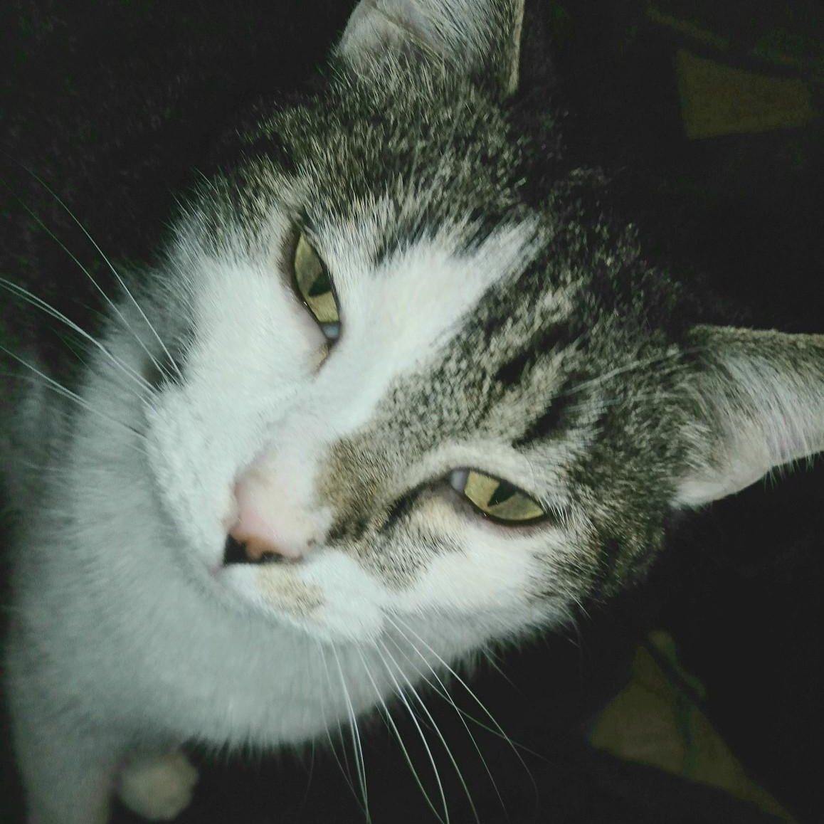 Jackson, a Adoptable Tabby in Fairborn, OH image 6/6