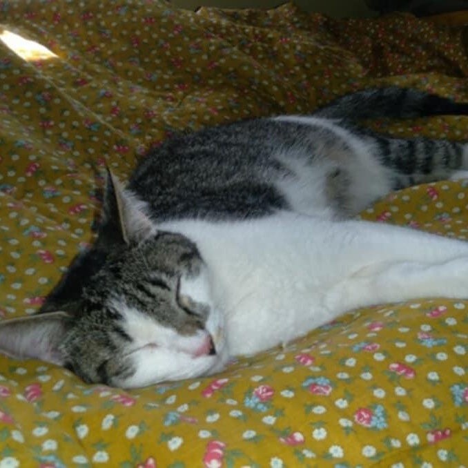 Jackson, a Adoptable Tabby in Fairborn, OH image 1/6