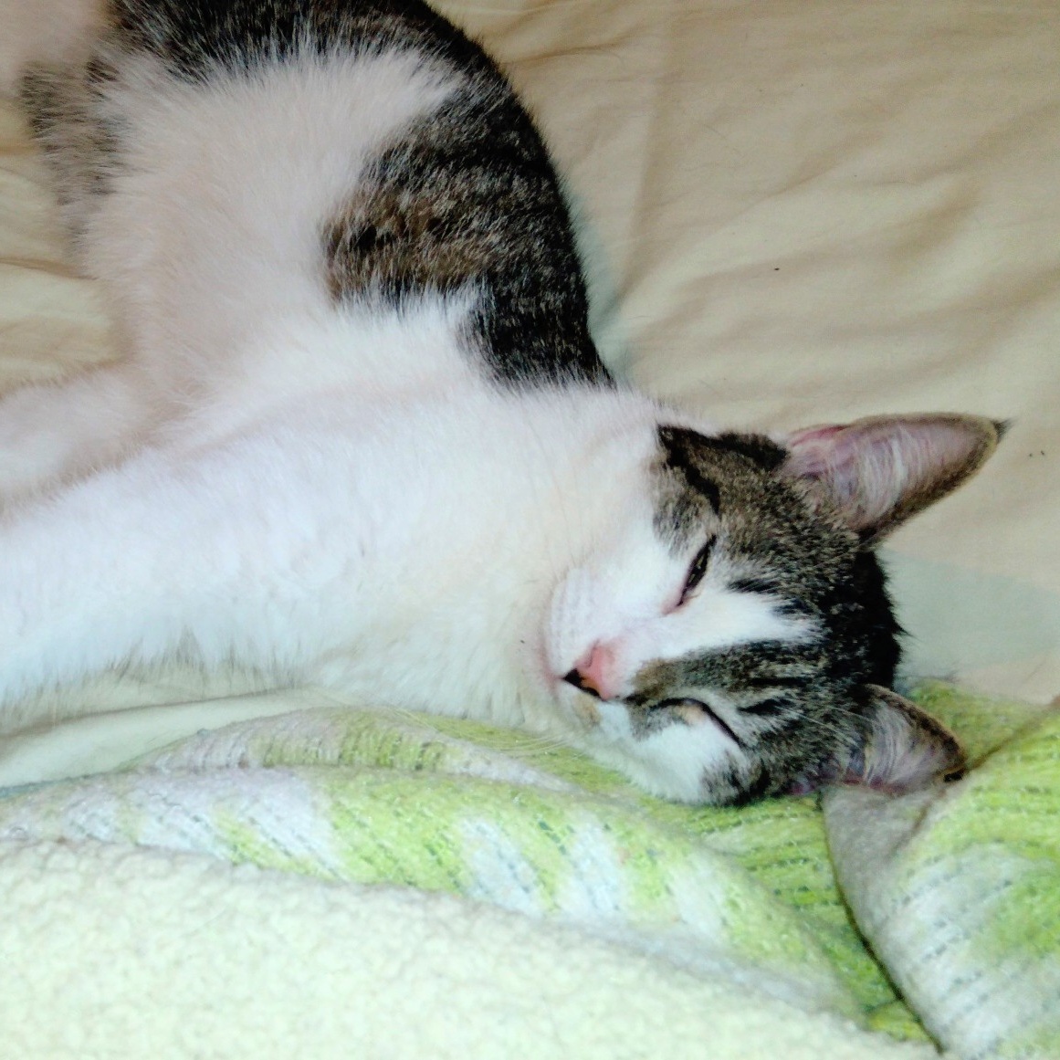 Jackson, a Adoptable Tabby in Fairborn, OH image 2/6