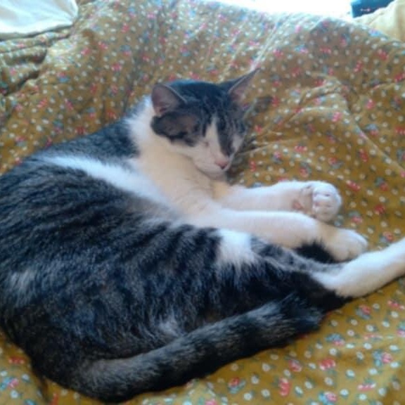 Jackson, a Adoptable Tabby in Fairborn, OH image 3/6